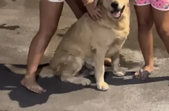 Encontrado cachorro, QNP 9 Con...