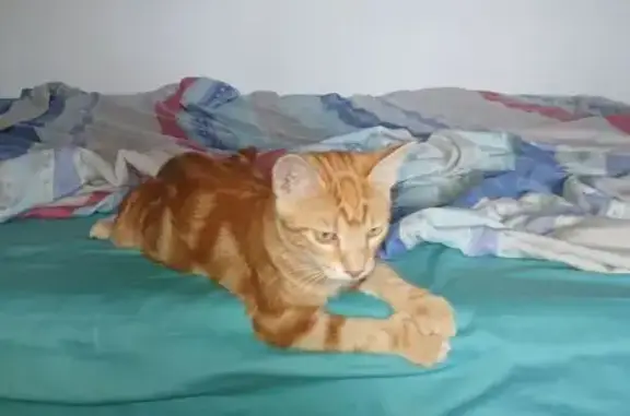 Animales encontrados Vilanova i la Geltru, foto: Encontrado gato macho, Plaça Poligon 44, 126, Vilanova i la Geltru - pelirrojo atigrado