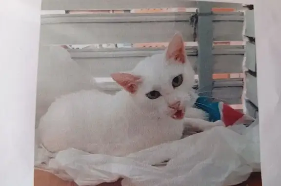 Perdido gato hembra en Carrer de Calderón, Sabadell, Barcelona — blanca y delgada - photo