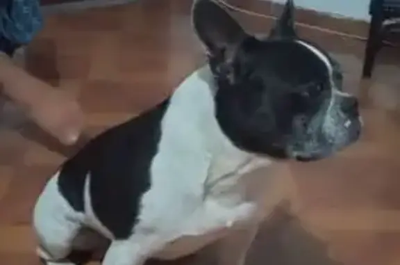 Perdido cachorro macho, Rua A 4, 22 — Bulldog francês preto e branco - photo