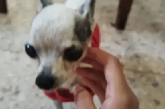 Encontrado perro macho, Calle...