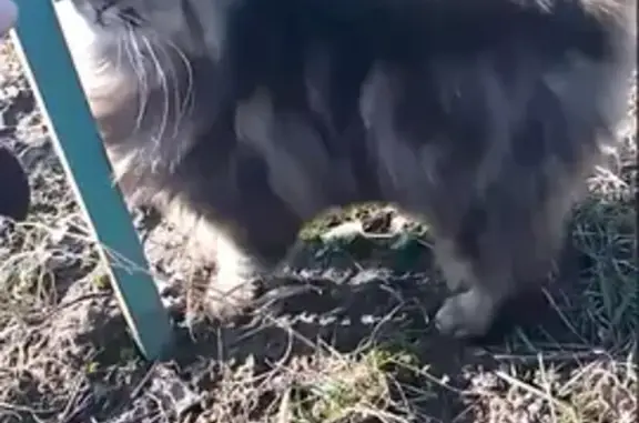 Зникла кішка, Малинська вулиця, 4, Коцюбинське — сіра, схожа на сибірську породу - photo