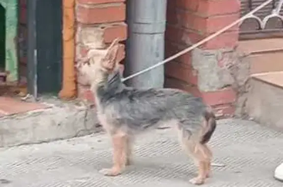 Perro encontrado Sevilla, foto: Encontrado perro hembra, pujada del castell, Figueres, Sevilla