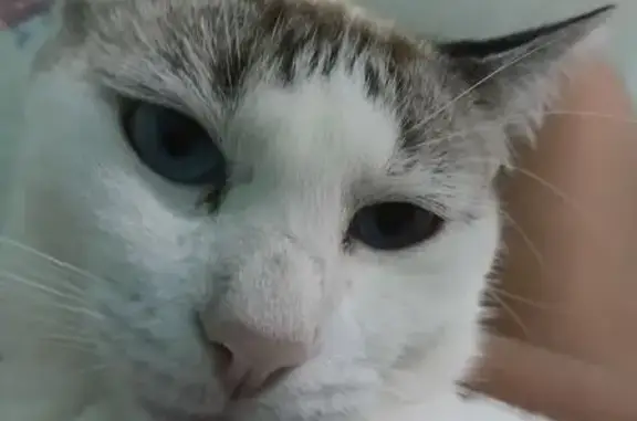 Perdido gato fêmea, Travessa Paulo Afonso Baqueiro, Bahia - branco e marrom - photo