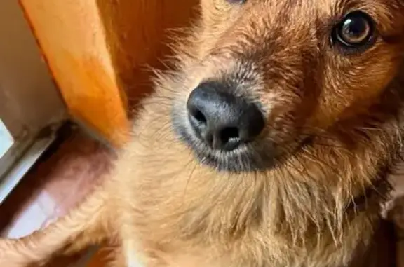 Perdido perro macho, Plaça 11 de Setembre, Blanes — pequeño tamaño - photo