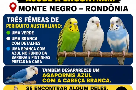 Perdido pássaro macho, Rua dos...