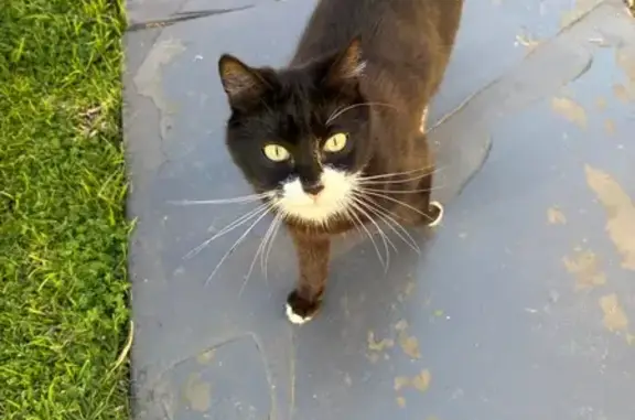 Found cat Adelaide, photo: Found cat, Waymouth Avenue, Adelaide — black and white