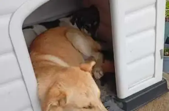 Búsqueda de mascotas, foto: Perdido perro macho, Maximiliano Sánchez y Pérez, 8, Melchor Ocampo