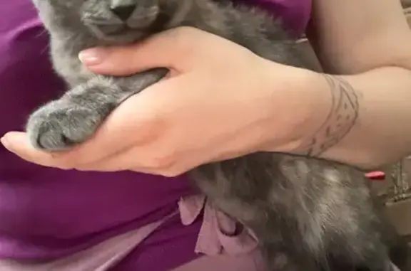 Знайдена кішка, вулиця Олександра Лотоцького, 29, Вінниця — кошеня сіре зі смужками - photo
