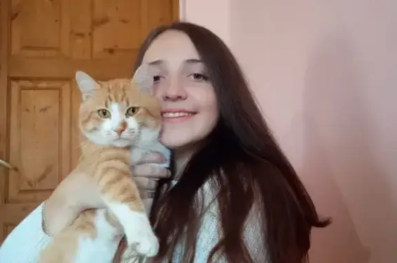 Зникла кішка, вулиця Соломії Крушельницької, 8б, Винники — рижа з білим, пішов гуляти і не повернувся - photo