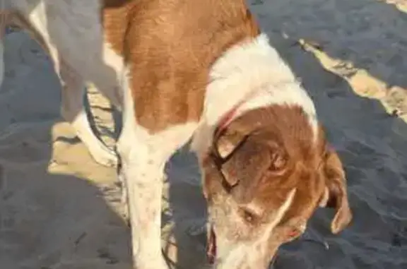 Animales encontrados El Puerto de Santa Maria, foto: Encontrado perro hembra, Nuestra Señora del Mar, 1A, El Puerto de Santa María — collar rosa
