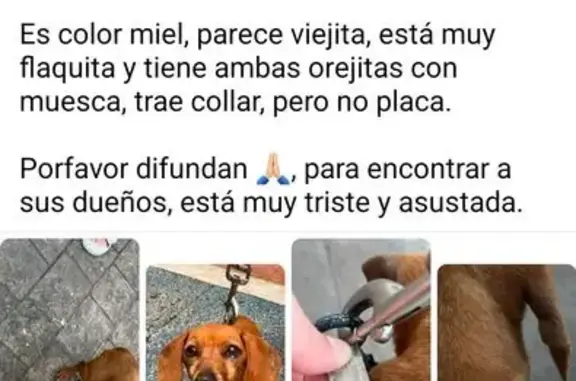 Búsqueda de mascotas, foto: Encontrado perro hembra, Avenida Del Caribe, Naucalpan de Juárez, Santiago de Queretaro — perrita salchicha adulta con collar gris