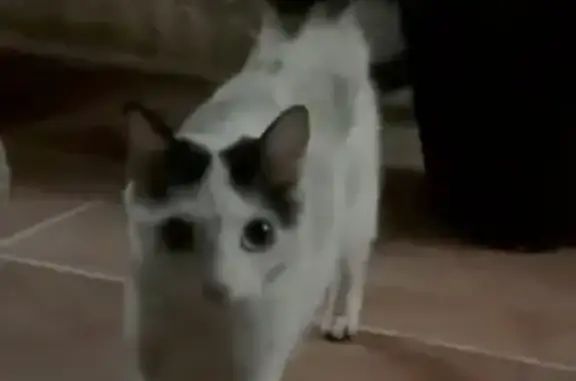 Animales encontrados Parla, foto: Encontrado gato en Calle de Pinto, 2, Torrejón de la Calzada, Parla - muy cariñoso y casero