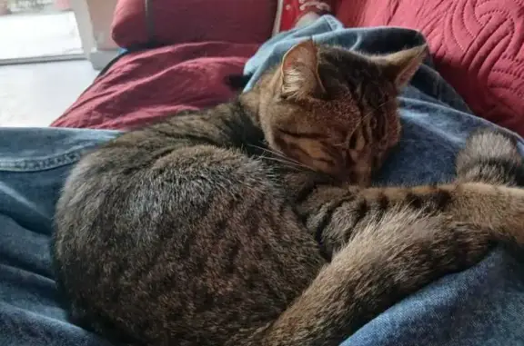 Búsqueda de mascotas, foto: Perdido gato macho, Calle Valle de Jilotepec, 34, Naucalpan de Juárez, Naucalpan de Juarez - atigrado con collar de colores