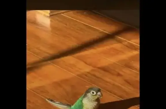 Lost bird, Brighton Road, 124, Port Phillip, Stonnington - male green-cheek conure with a gold ring - photo