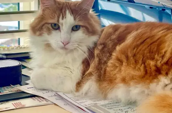 Lost cat, Ramly Drive, 3, Gold Coast, Brisbane — very sweet and friendly - photo