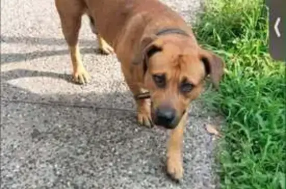 Perdido perro macho, Calle Fray Nicolás Ornelas, 292, San Pedro Tlaquepaque, Tlaquepaque - muy juguetón con otros perros - photo