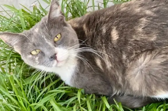 Perdido gato hembra, Avenida Murcia, 1206, Mexicali - tricolor y de tamaño medio - photo