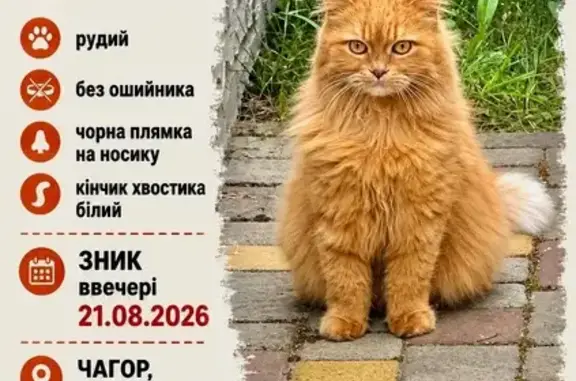 Зникла кішка, 7-ма Приміська вулиця, Чагор — рудий, без ошийника, чорна плямка на носику - photo