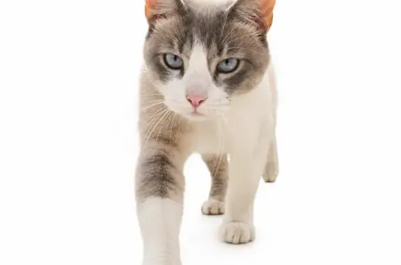 Perdido gato hembra, Santa Fe, 66, Zapopan - blanca con gris, con collar naranja y rojo - photo