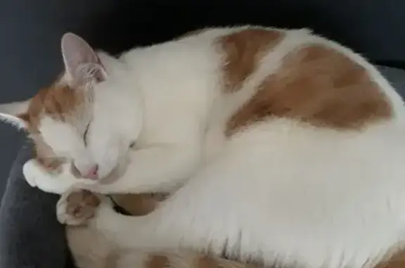 Lost cat, Sandiford Close, Austhorpe, Cross Gates — friendly, with a pink nose and a ginger heart mark by his nose - photo
