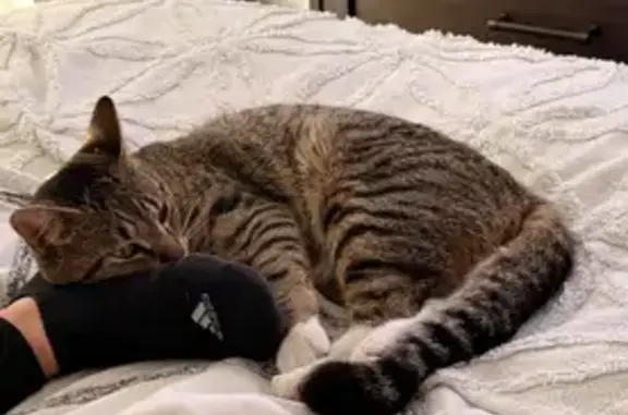 Lost cat, Bikram Circuit, 71, Gosnells — grey and white tabby with white paws and legs - photo