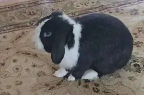 Lost rabbit, Park Road, 8, Blue Mountains, Woodford — black and white mini lop - photo