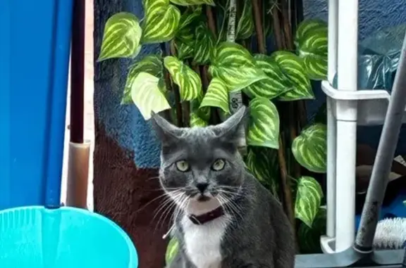 Perdido gato hembra, Calle Zapotecas, Ecatepec de Morelos - gatita gris con pecho blanco y cola chueca - photo