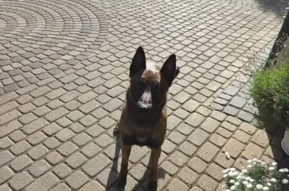 Знайдено собаку Бірки, фото: Знайдена собака, Бірки, Львівська область — кобель молодий породи малінуа без ошийника