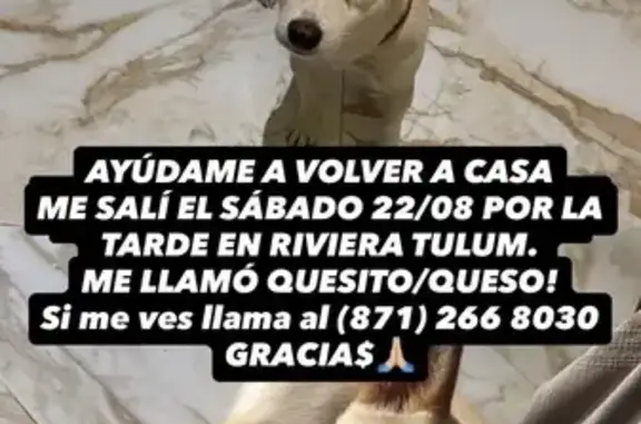 Perdido perro masculino, Calle Nance, 4, Tulum, Playa del Carmen, blanco y tímido - photo