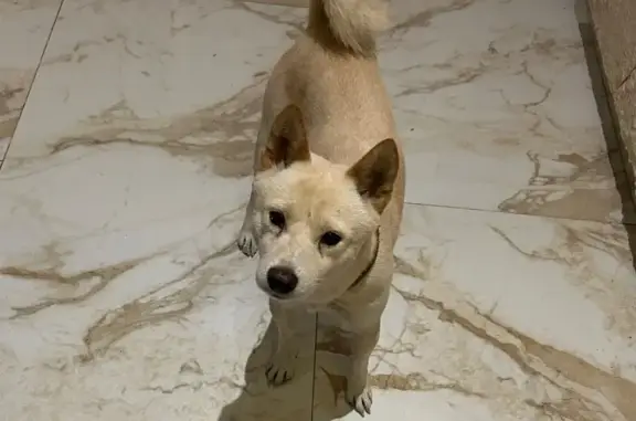 Perdido perro macho, Tulipan, 348, Tulum, Playa del Carmen - Shiba blanco de tamaño medio pequeño - photo