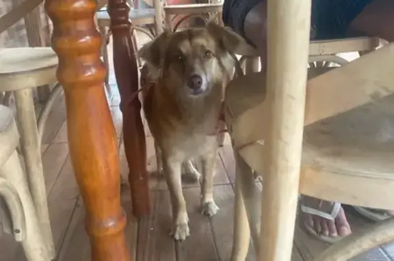 Encontrado cachorro fêmea, em...