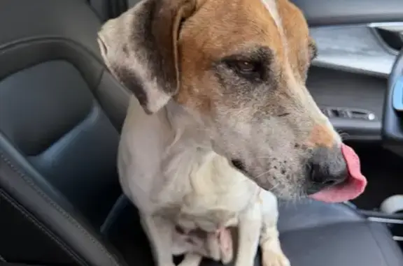 Encontrado cachorro fêmea, Ave...
