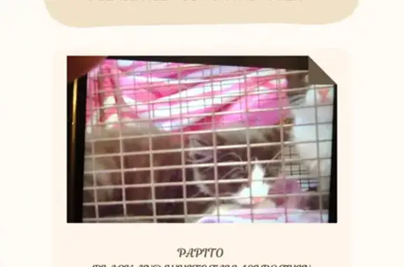 Lost and found pets Sacramento, photo: Lost cat, 24th Street Bypass, Sacramento, Fair Oaks — black and white, thin patch of hair missing at the bottom of the tail