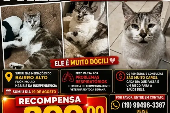 Perdido gato macho, Rua Aquilino Pacheco, Piracicaba - muito dócil e manso - photo