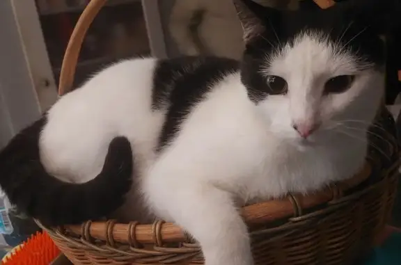 Lost cat, Southeast Shepard Lane, 1657, Port St. Lucie - male - photo