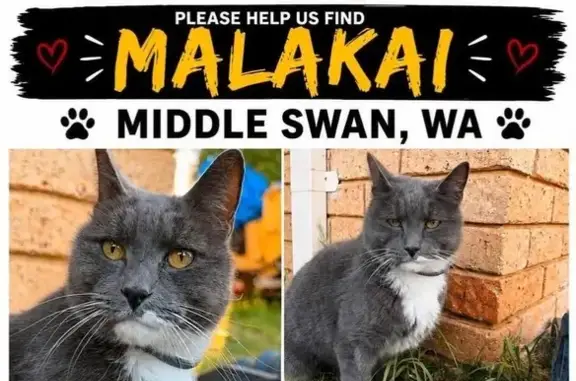 Lost cat, Perth - photo