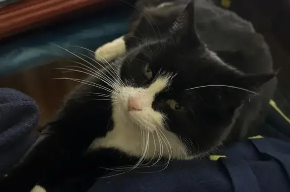 Lost pets Melbourne, photo: Lost cat, Marbert Court, Nillumbik, Melbourne — male, black and white with white feet