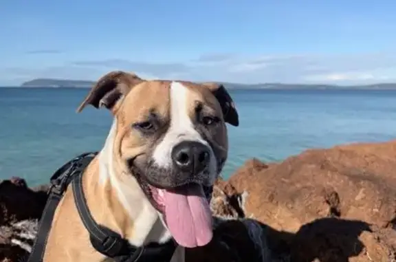 Missing dog Albany, photo: Lost dog, Banks Street, 13, Albany - female, tan with white