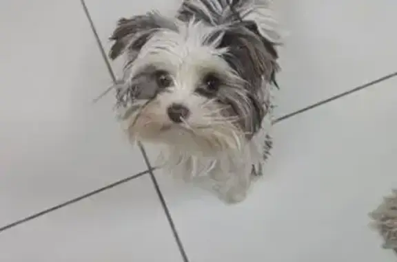 White with black spots on her back. Very small Yorkie. Squeezed out under the gate and may have been picked up.