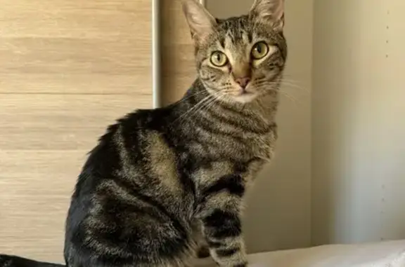 Perdido gato hembra, Calle Piedras Preciosas, 136, Getafe, Madrid - gata trigresa gris - photo