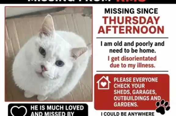Lost cat, Winmill Road, Dagenham - pure white, blue eyes - photo