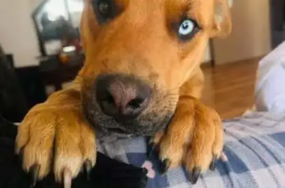 Lost dog, Debussy Street, Vanderbijlpark, Vereeniging — one blue and one brown eye - photo