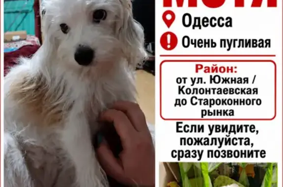 Зникла собака, Старокінний провулок, 10, Одеса — молода, біла, пухнаста, з рудими плямами - photo