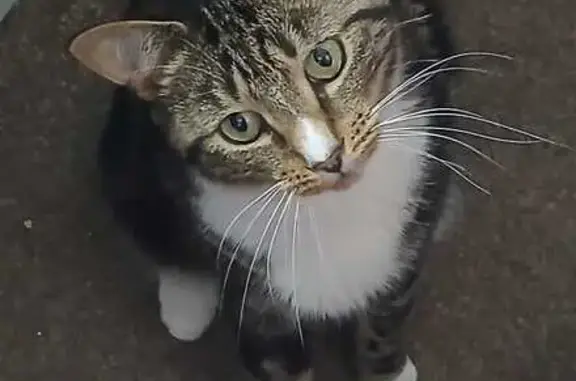 Lost cat, Perseverance Terrace, Halifax — male, tabby and white - photo