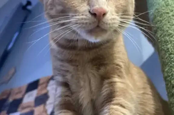 Lost cat, Ivyside Square, Westerville, Akron — friendly orange male cat - photo