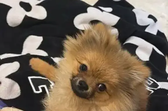 She is a very small toy pom , with tan coat and black features , she is very playful , and friendly , please help