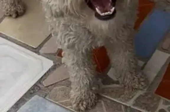 Animales perdidos Tlalnepantla, foto: Perdido perro hembra, Cerrada San Martin, LT176M7, Ciudad López Mateos, Tlalnepantla - maltés/french poodle