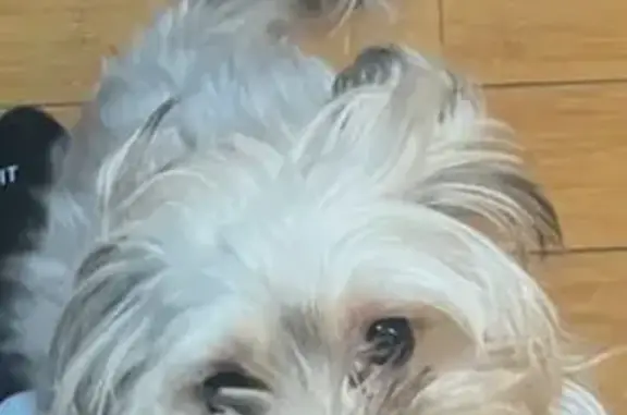 Missing dog Chicago, photo: Lost dog, South Anthony Avenue, 8214, Chicago — female, with two silver tags