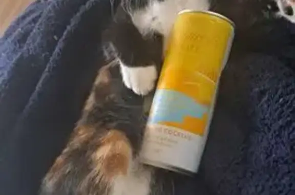 Lost cat, Old Church Road, 51, Caerdydd — female, dark tortoiseshell with white socks - photo